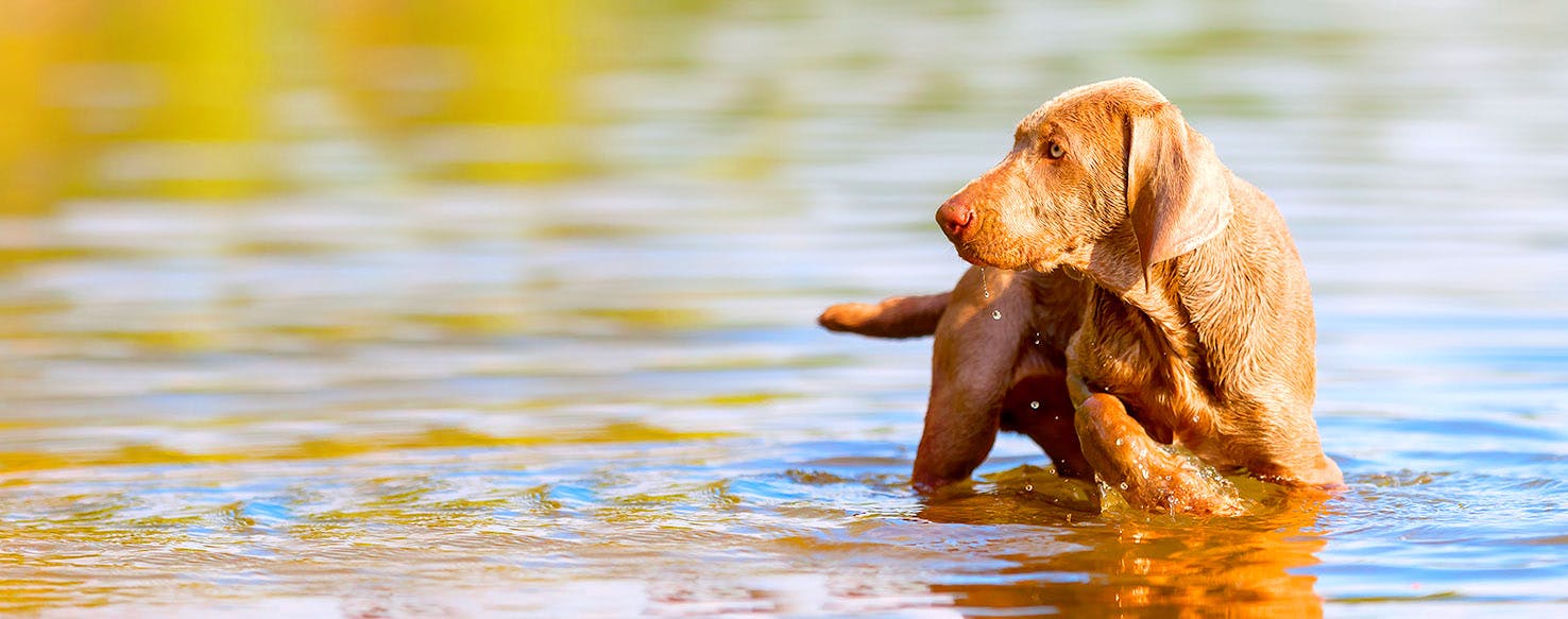 Dog Names Meaning Energetic Popular Male and Female Names Wag!